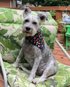 dog sitting on a chair